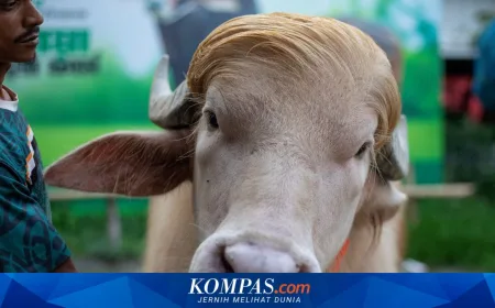 Kerbau Bernama Donald Trump Batal Disembelih Saat Idul Adha, Dikirim ke Kebun Binatang