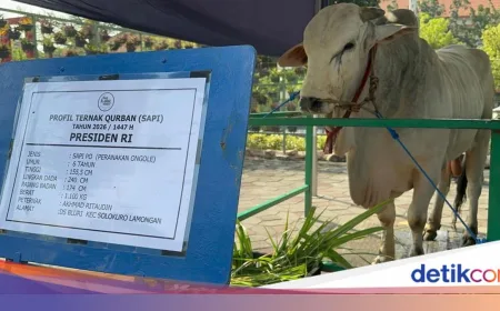 Gerindra soal 1.098 Sapi Kurban Presiden dari APBN: Tak Langgar Aturan