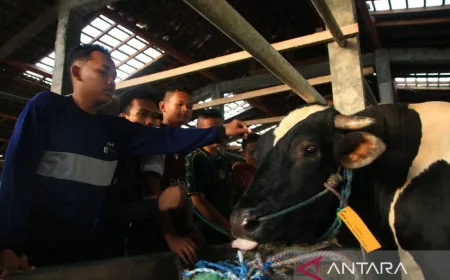 Kemarin, Prabowo salurkan sapi 910 kg-banjir di KAT Gorontalo Utara