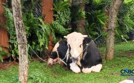 Alasan Ilmiah Daging Kurban Lebih Alot Dibanding Beli di Pasar