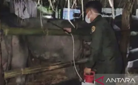 Cegah penyakit hewan menular, BKHIT Maluku awasi 89 kerbau ke Sulsel