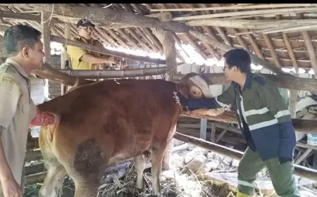 Pengiriman Hewan Kurban dari Wonogiri Turun Drastis Akibat Regulasi Pencegahan Penyakit Ternak dari Daerah Lain