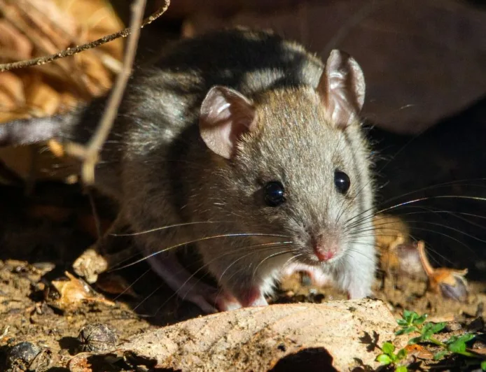 Tukang Sampah dan Warga di Daerah Langganan Banjir Paling Berisiko Terinfeksi Hantavirus