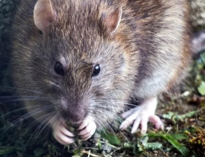 Selain Hantavirus, Inilah 5 Penyakit yang Ditularkan oleh Tikus