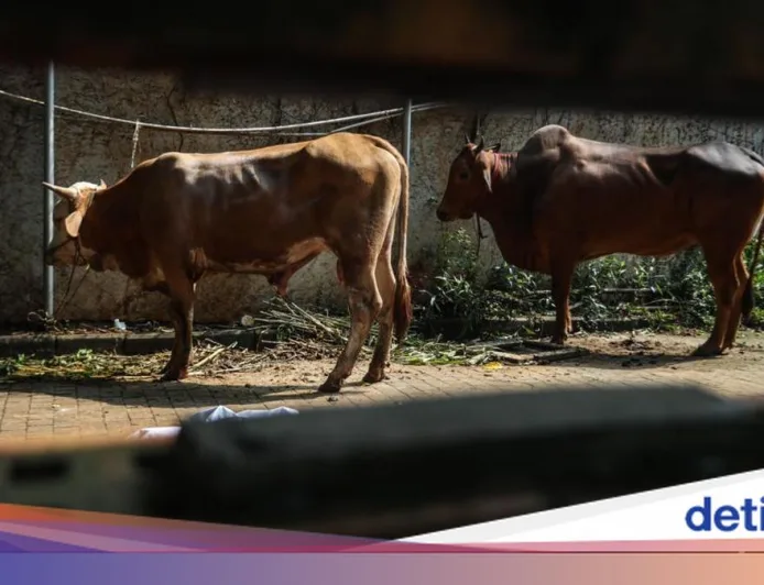 Hukum Kurban Setiap Tahun atau Sekali Seumur Hidup? Ini Penjelasannya
