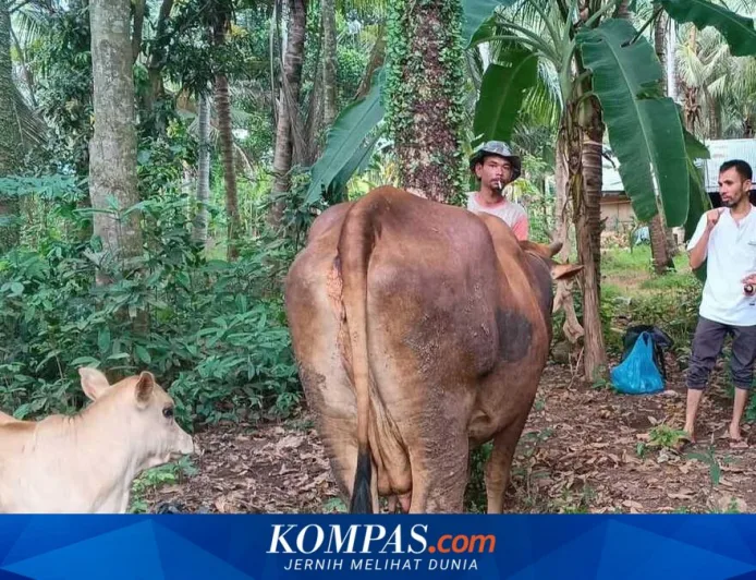 Bantuan Daging Meugang dari Presiden Dinanti Penyintas Banjir Aceh untuk Ringankan Beban