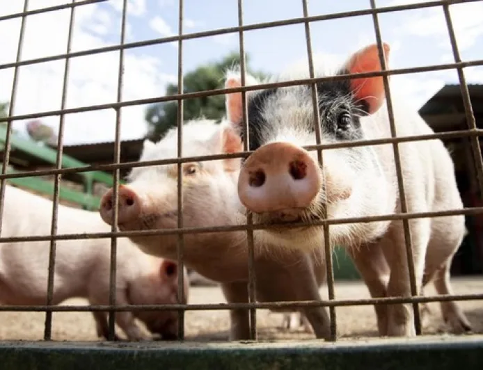 Konsumsi Daging Babi di ASEAN: Vietnam Paling Tinggi, Indonesia Terendah