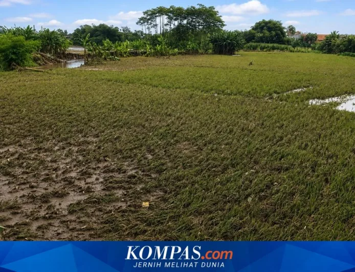 Banjir Lumajang Sebabkan 7 Hektar Sawah Gagal Panen dan Ribuan Rumah Terendam