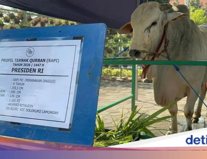 Gerindra soal 1.098 Sapi Kurban Presiden dari APBN: Tak Langgar Aturan