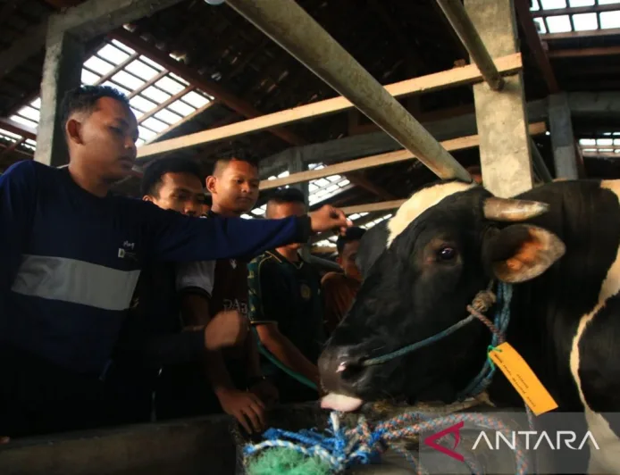 Kemarin, Prabowo salurkan sapi 910 kg-banjir di KAT Gorontalo Utara