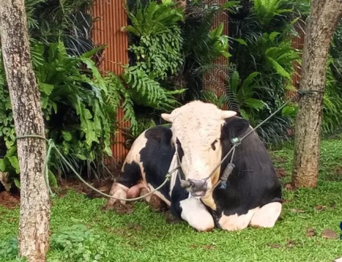 Alasan Ilmiah Daging Kurban Lebih Alot Dibanding Beli di Pasar