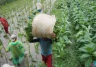 Setor Ratusan Triliun ke Negara, Tapi Petani Tembakau Belum Dilindungi Hukum