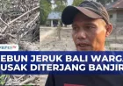 Kebun Jeruk Bali Milik Warga Rusak Diterjang Banjir dan Terendam Lumpur
