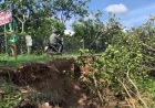 Tanah longsor mengancam tanggul sepanjang 2 km, menyebabkan warga tidak bisa tidur nyenyak.