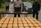 Polres Taput Sita 112 Paket Ganja Kering Usai Kecelakaan Kurir Narkoba