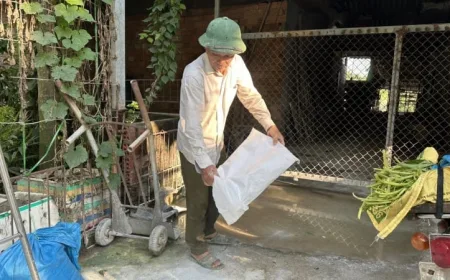 Quang Ngai memperkuat langkah-langkah biosekuriti dalam peternakan untuk mencegah demam babi Afrika.
