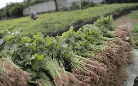 Bayam Punya 5 Manfaat, Tapi Ada Aturannya-Kelompok Ini Harus Hindari