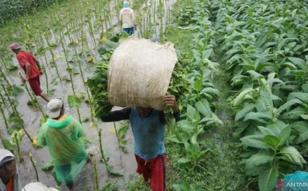 Setor Ratusan Triliun ke Negara, Tapi Petani Tembakau Belum Dilindungi Hukum