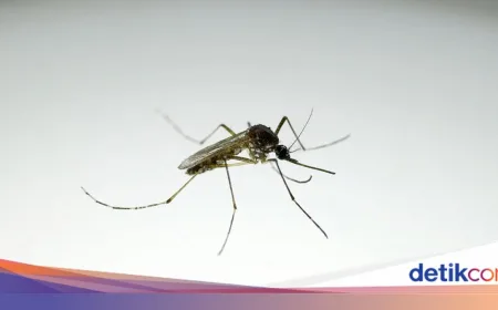 Google Ajukan Pelepasan 32 Juta Nyamuk untuk Lawan Penyakit