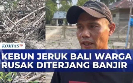 Kebun Jeruk Bali Milik Warga Rusak Diterjang Banjir dan Terendam Lumpur