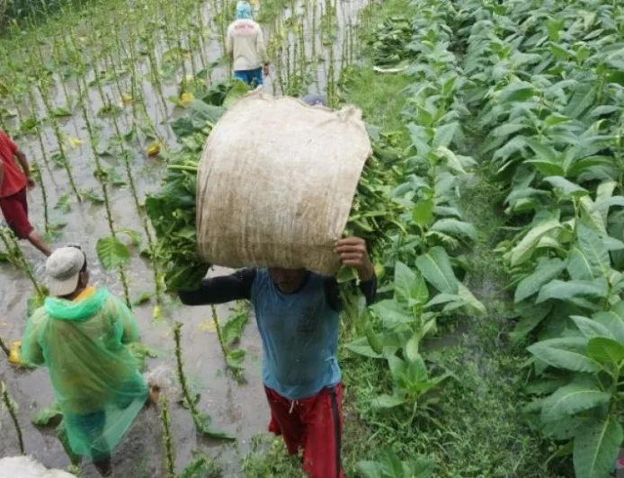 Setor Ratusan Triliun ke Negara, Tapi Petani Tembakau Belum Dilindungi Hukum