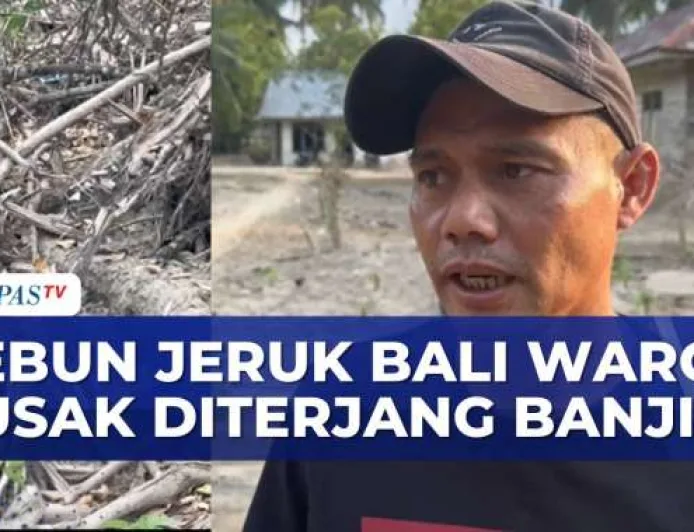 Kebun Jeruk Bali Milik Warga Rusak Diterjang Banjir dan Terendam Lumpur