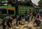Truk Angkut 1 Ton Telur Kecelakaan di Sokaraja, Muatan Dijarah Warga Sekitar