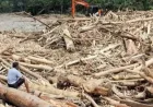Mengapa Penebangan Hutan Membuat Banjir Makin Sering Terjadi?