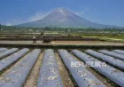 El Nino 2026 Ancam Afrika: Risiko Kekeringan dan Banjir Bandang Mengancam Jutaan Warga