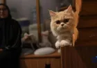 Penyakit Ginjal pada Kucing: Kenali Gejala dan Cara Kendalinya