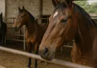 Ancaman African Horse Sickness: Studi Ungkap Risiko Tinggi pada Kuda di Berbagai Negara
