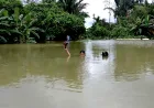 Banjir Siberut Meningkat Akibat Hilangnya Hutan, Ancaman Besar bagi Masyarakat Adat