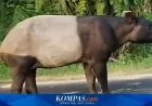 Kasus Tapir Disembelih di Mesuji: Hukum dan Edukasi Konservasi Harus Jalan Bersama