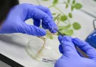 UGM dan WorldVeg Tingkatkan Kapasitas Global Diagnostik Penyakit Tanaman Hortikultura