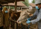 Monitoring Vaksinasi PMK di Lampung Selatan untuk Kendalikan Penyakit Hewan