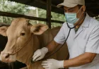 Yogyakarta Perkuat Layanan Kesehatan Hewan untuk Cegah Penyakit Menular Strategis