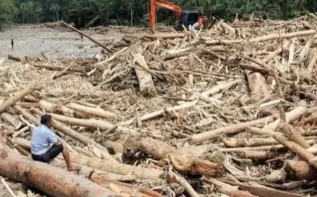 Mengapa Penebangan Hutan Membuat Banjir Makin Sering Terjadi?