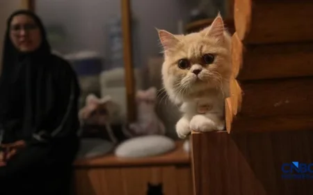 Penyakit Ginjal pada Kucing: Kenali Gejala dan Cara Kendalinya