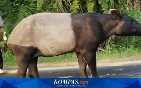 Kasus Tapir Disembelih di Mesuji: Hukum dan Edukasi Konservasi Harus Jalan Bersama