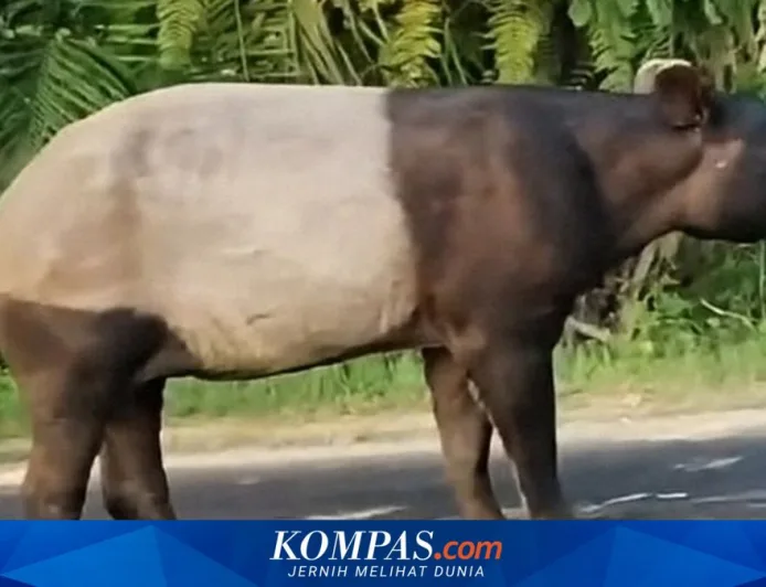 Kasus Tapir Disembelih di Mesuji: Hukum dan Edukasi Konservasi Harus Jalan Bersama