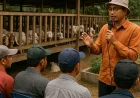 UNJA Bekali Peternak Kambing Cara Cegah Penyakit dan Tingkatkan Produktivitas