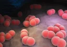 Meningitis meningokokus tidak mudah menular secara luas.