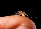 Hutan Rusak, Nyamuk Beralih Mengisap Darah Manusia