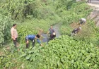Cegah Banjir di Musim Hujan, Pemdes Sukadami Realisasikan Program PKTD Pembersihan Kali Cikadu